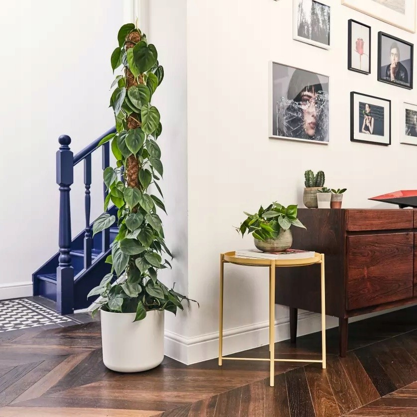 Подборка высоких цветов для дома