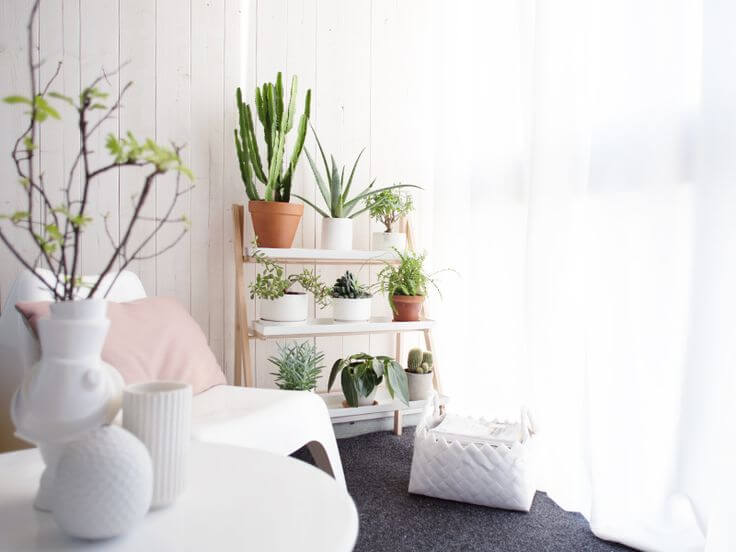 Создание акцентов в интерьере при помощи растений