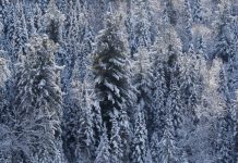 Тысяча гектаров лесных земель вошла в границы населенных пунктов