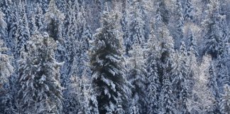 Тысяча гектаров лесных земель вошла в границы населенных пунктов