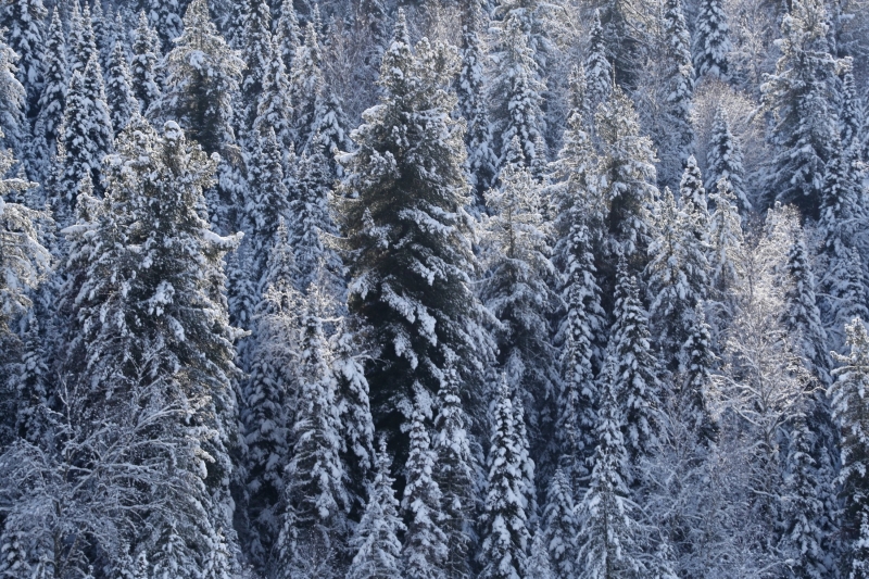 Тысяча гектаров лесных земель вошла в границы населенных пунктов
