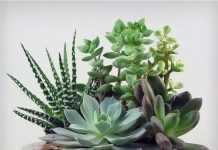 Каким должен быть идеальный грунт для суккулентов?