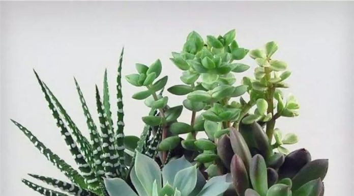 Каким должен быть идеальный грунт для суккулентов?