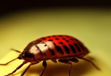 Причины появления клопов в доме