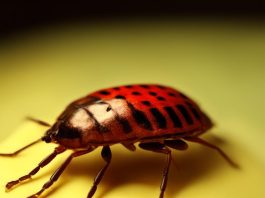 Причины появления клопов в доме