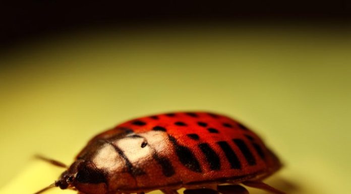 Причины появления клопов в доме