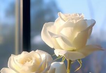 Какие цветы чаще всего покупают мужчины?