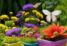 Правила выбора цветочных горшков