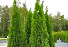 Правила ухода за туями