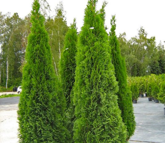 Правила ухода за туями