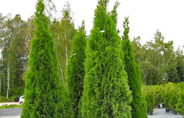 Правила ухода за туями