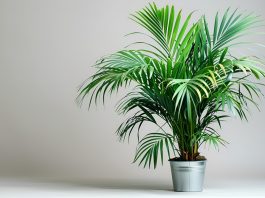 От чего зависят цены на комнатные цветы?