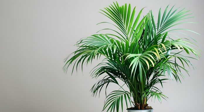 От чего зависят цены на комнатные цветы?