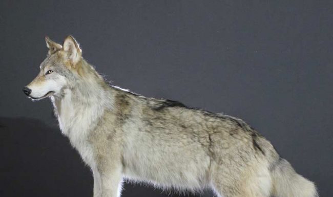 Этапы изготовления чучел животных