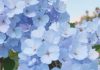 Гортензия метельчатая: цена и особенности выбора
