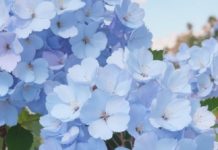 Гортензия метельчатая: цена и особенности выбора