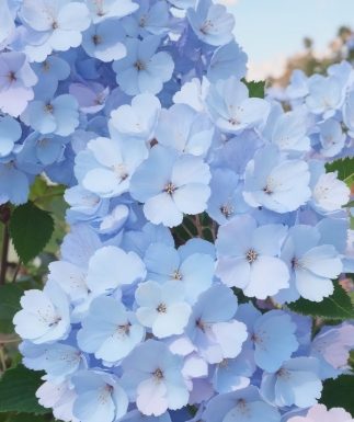 Гортензия метельчатая: цена и особенности выбора