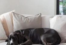 Диван и домашние животные: как сохранить мебель чистой, если в доме кошка или собака