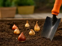 Почему тюльпан не зацвел: разбор неочевидных причин