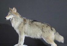 Как изготавливают чучела животных: пошаговый процесс таксидермии