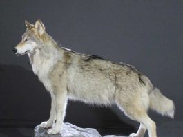 Как изготавливают чучела животных: пошаговый процесс таксидермии