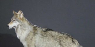 Как изготавливают чучела животных: пошаговый процесс таксидермии