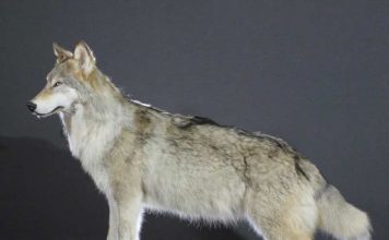 Как изготавливают чучела животных: пошаговый процесс таксидермии