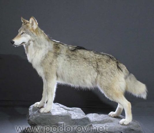 Как изготавливают чучела животных: пошаговый процесс таксидермии