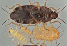 Уничтожение клопов в квартире: эффективные методы и советы