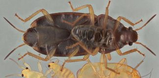 Уничтожение клопов в квартире: эффективные методы и советы