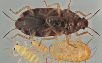 Уничтожение клопов в квартире: эффективные методы и советы