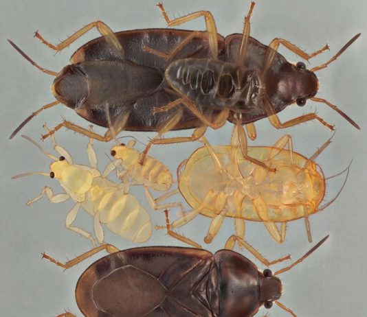 Уничтожение клопов в квартире: эффективные методы и советы