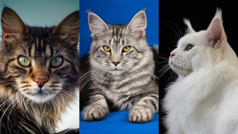 Аналитики назвали самую популярную у петербуржцев породу кошек