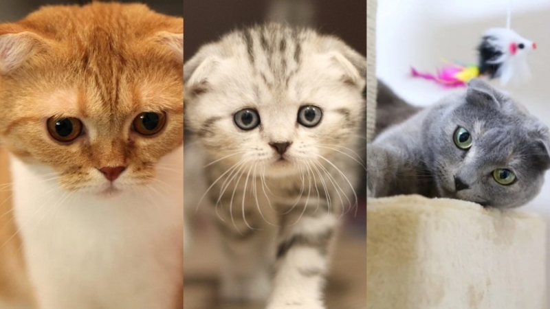 Аналитики назвали самую популярную у петербуржцев породу кошек