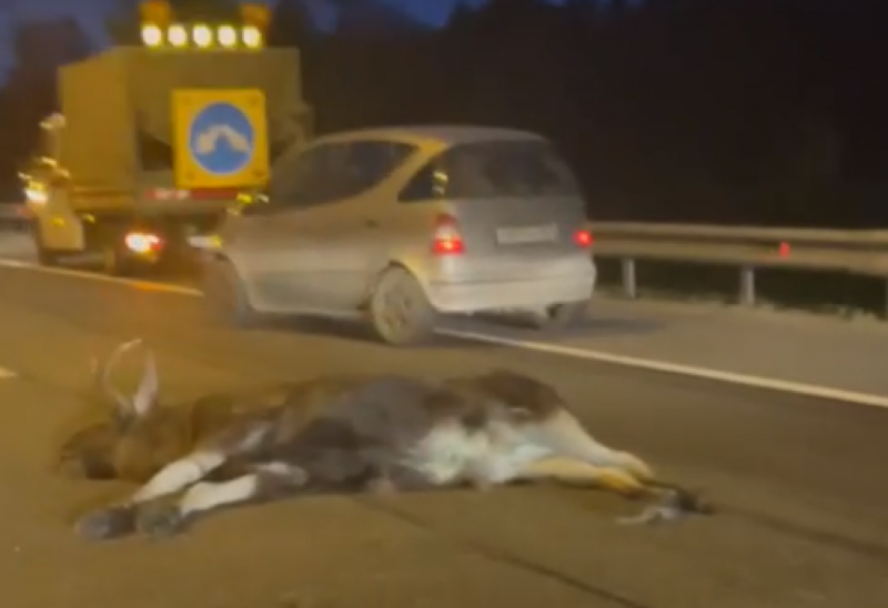 «Бедные животные»: КамАЗ сбил лося на КАД