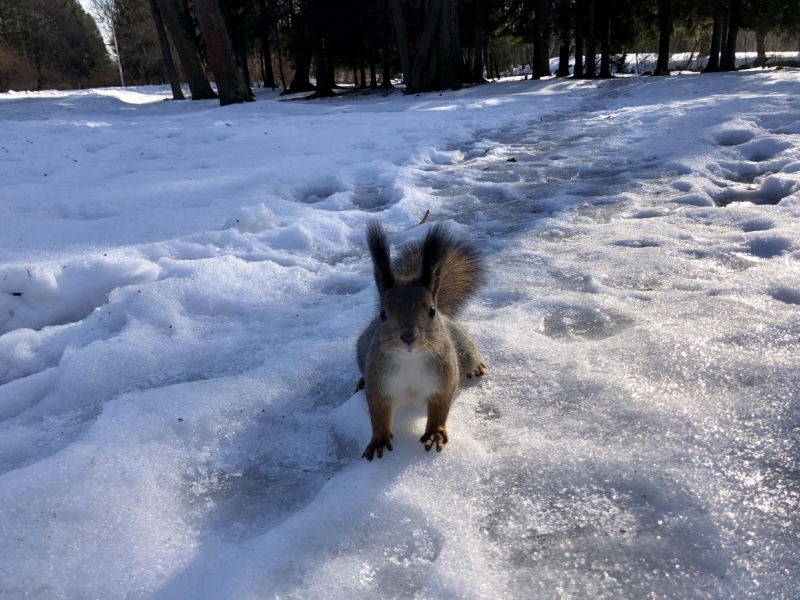 Белка Тамара из парка «Монрепо» набросилась на охранника