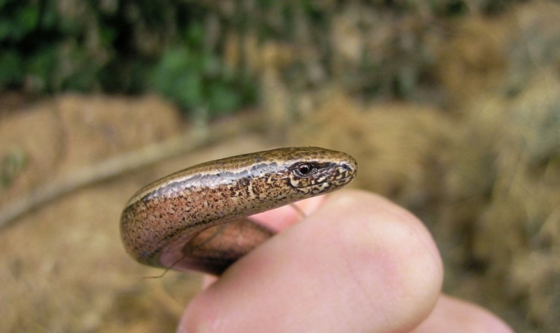 Биолог показал редких 30-сантиметровых ящериц, которые проснулись в Петербурге после зимы