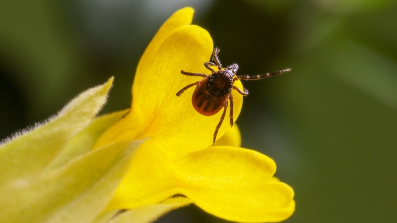 Более 20 детей пострадали от укусов клещей в Ленобласти за неделю