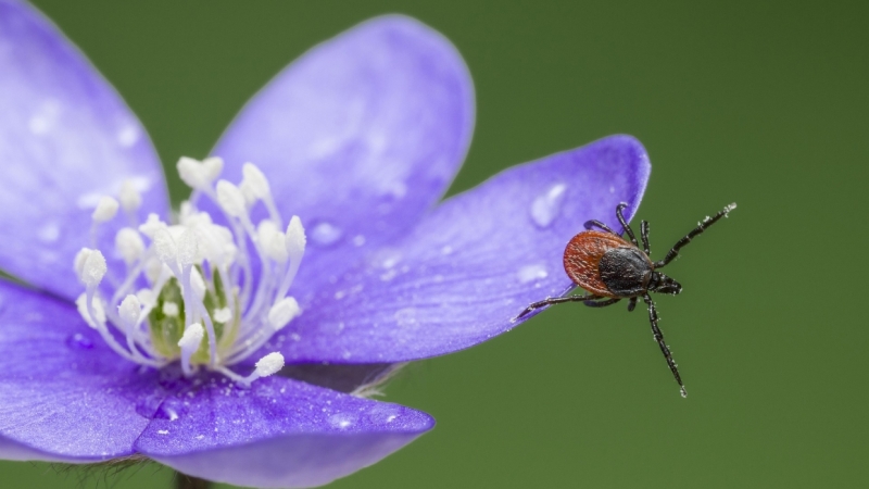 Более 2,2 млн россиян привились от клещевого энцефалита