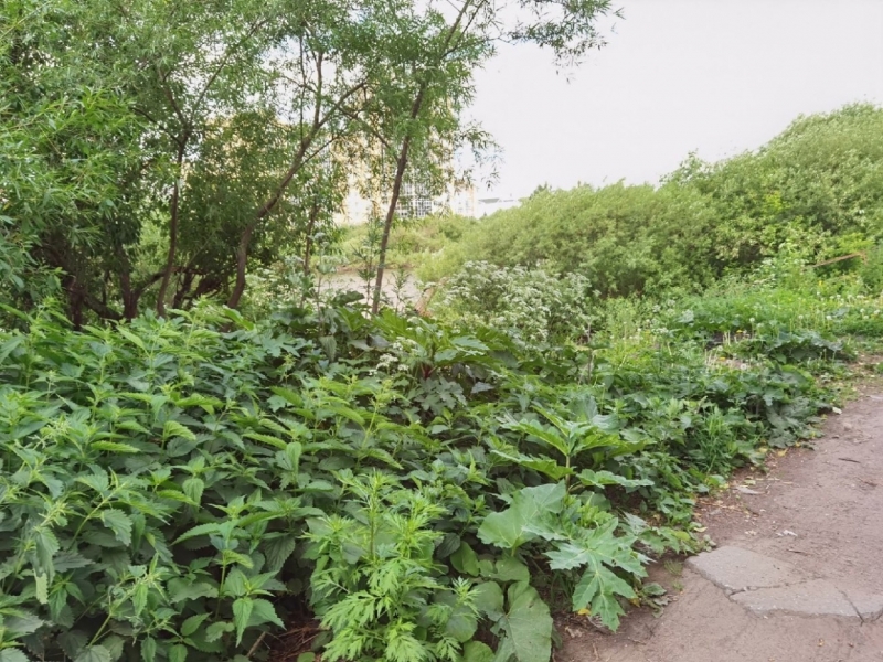 Борщевик разросся почти в центре Вологды