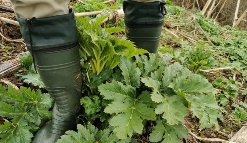 Борщевик разросся почти в центре Вологды