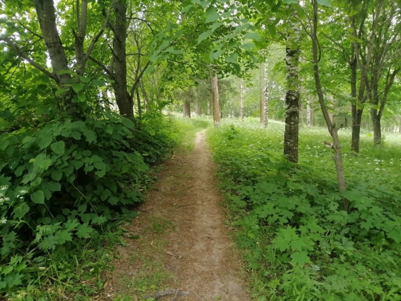 Борщевик разросся почти в центре Вологды