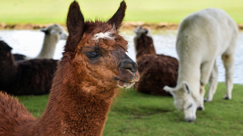 Две ламы из Сыктывкара ищут новый дом