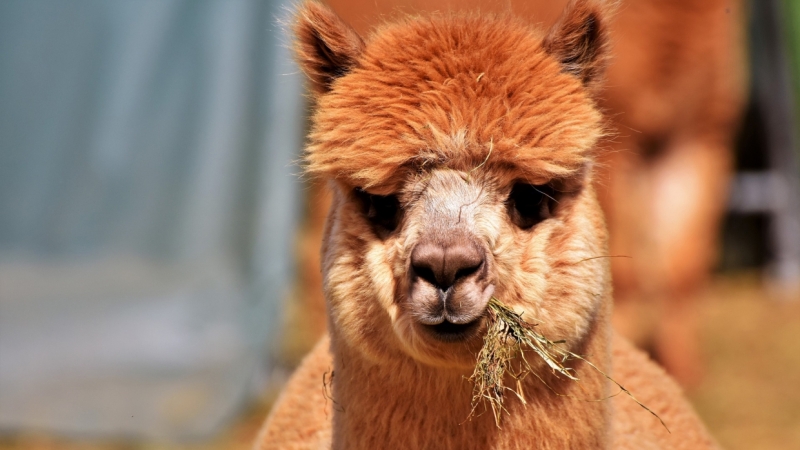 Две ламы из Сыктывкара ищут новый дом
