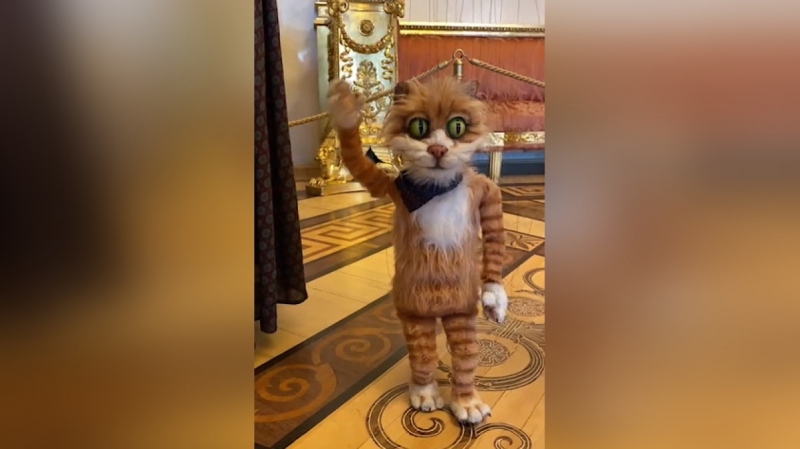 Эрмитаж покажет серию экскурсий с котом-гидом Сигизмундом в TikTok