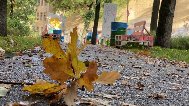 Главные новости 25 сентября в Петербурге для тех, кто все пропустил