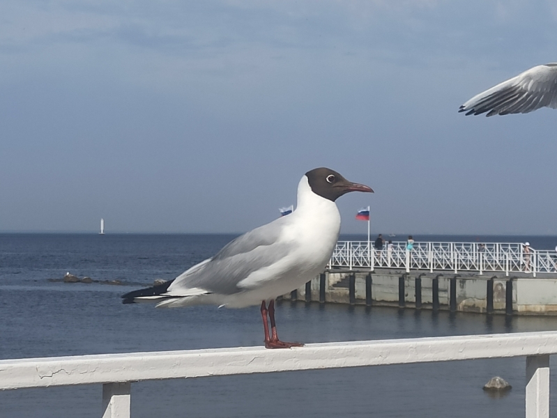 Главные новости 27 июня в Петербурге для тех, кто все пропустил