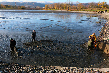 Грибы оказались неочевидным решением глобальной проблемы
