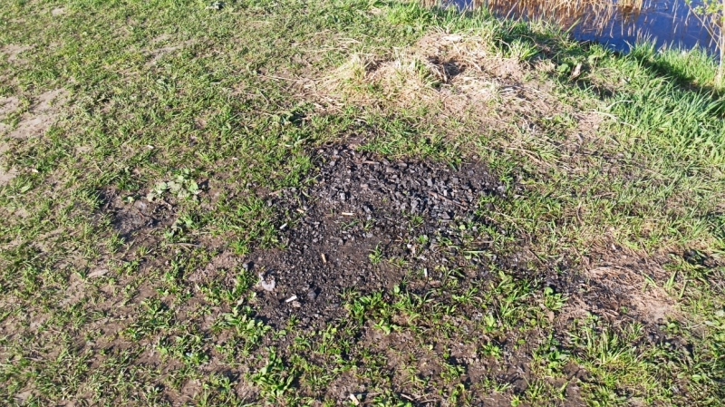 И нам, и вам: петербуржцы предложили способы сохранить парки для шашлычников