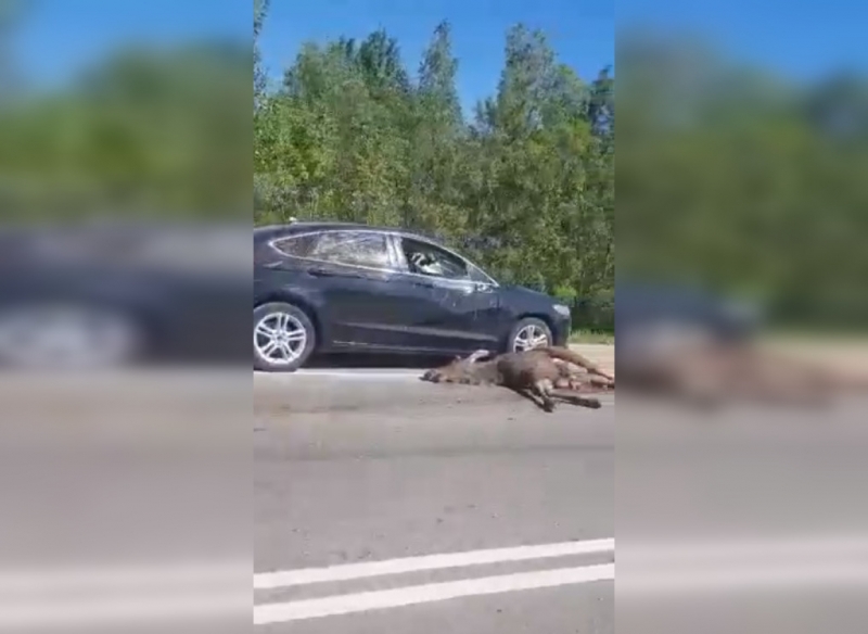 Иномарка сбила лося в Ленобласти: животное практически разорвало на две части